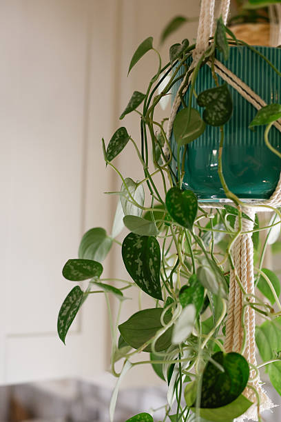 istock Hanging macrame pothos houseplant 2222135699