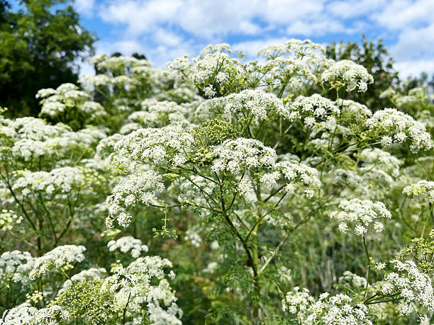 istock Conium maculatum, the hemlock or poison hemlock growing in the field 2222138445