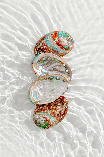 istock Set of abalone seashells floating on clear white water with sun glare and waves. Shells of natural iridescent and rough textures. Minimal style  top view pattern sea ocean life background, copy space 2222140852