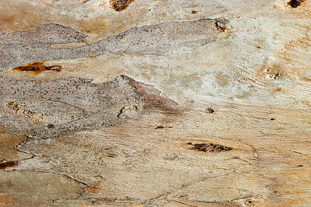 istock Detailed Natural Tree Bark Texture with Organic Cracks and Earthy Tones for Eco-Friendly Design and Rustic Nature Backgrounds, natural surface of bark sycamore close up, beige brown vivid color 2222141378