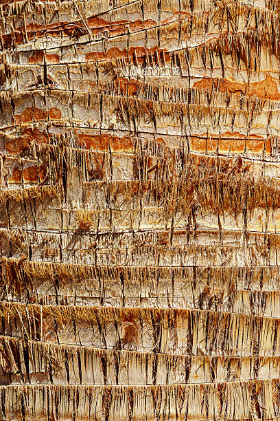 Close up of natural palm tree trunk texture background, natural wood patterns and structured rough tropical wooden surface, macro photo for eco-friendly projects and nature themed designs