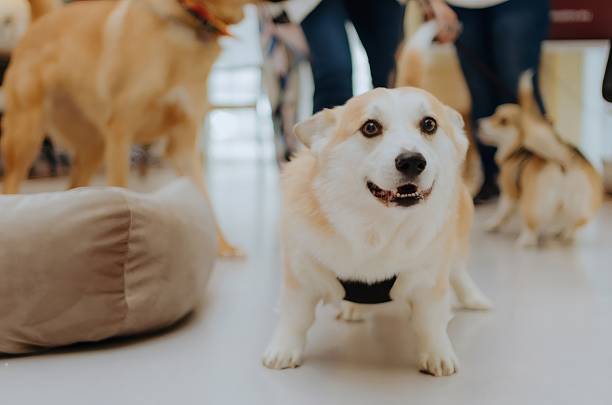 istock Cute Corgi smiling and looking at camera 2222143158