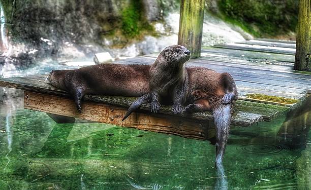 istock Two American River Otter Resting on a Old Wooden Dock 2222144718