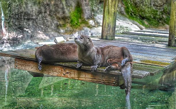 istock Two American River Otter Resting on a Old Wooden Dock 2222144730