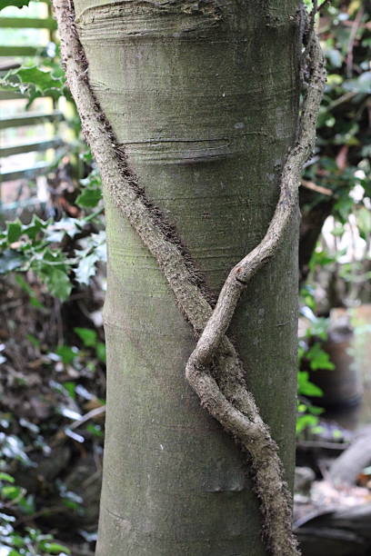 istock Large tree trunk with large ivy branch climbing up trunk 2222144744