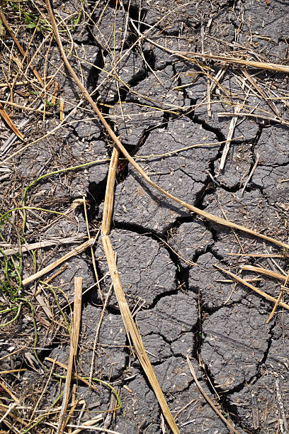 Dried earth after a long period without rain.