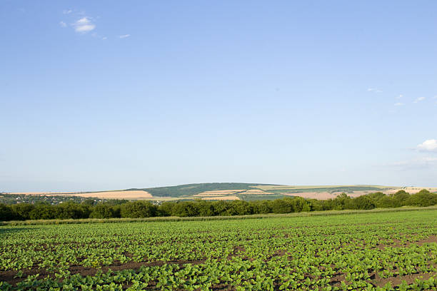 Green Farm field background, green nature, ecology