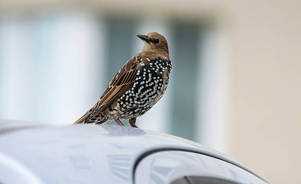 istock Bird perched on silver car roof in urban setting during bright daylight 2222147402