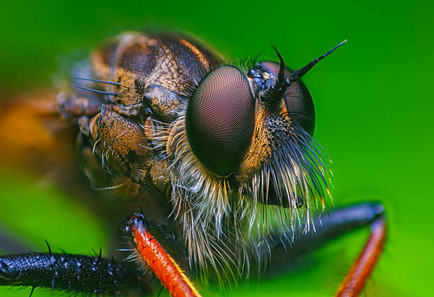 istock Close-up macro portrait of a Robber fly 2222147681