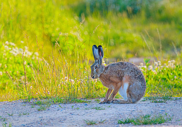 Hare - Lepus europaeus in a g golden meadow