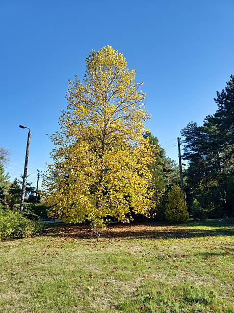 istock Liriodendron tulipifera. Tree with bright yellow leaves. Autumn background with a tree with beautiful foliage. A plant with bright leaves. 2222148625