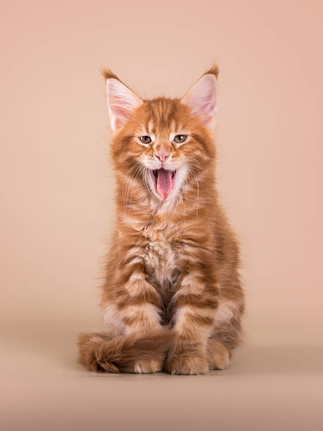 istock Funny lovely tabby ginger maine coon kitten on beige isolated background 2222148930
