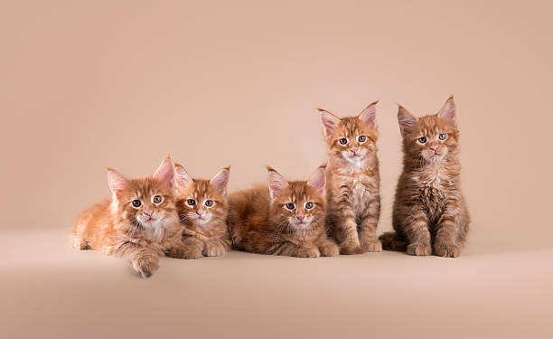 istock Five maine coon kittens on beige isolated background 2222148985