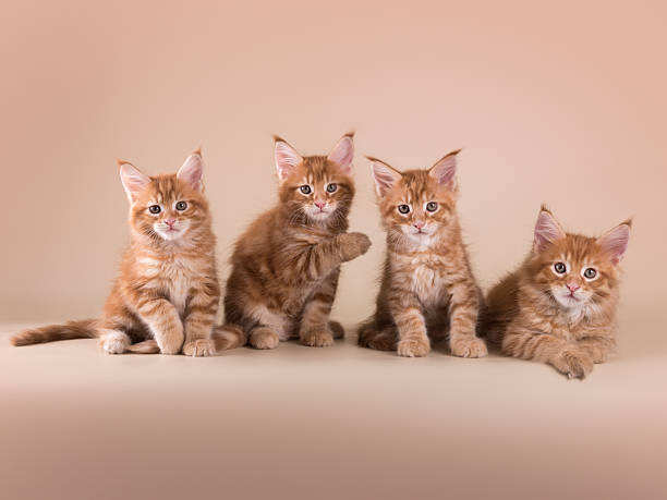 istock Four maine coon kittens on beige isolated background 2222150010