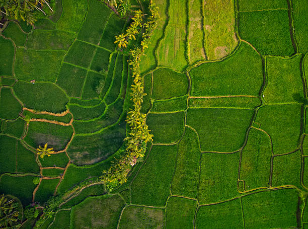 istock Aerial Views Of Bali Rice Fields Showcasing. 2222150888