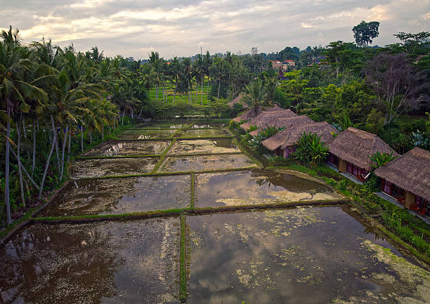 istock Aerial Views Of Bali Rice Fields Showcasing. 2222151006