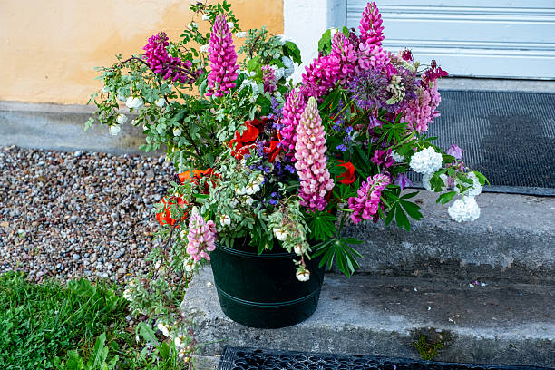 Bright lupine flowers in a flower pot