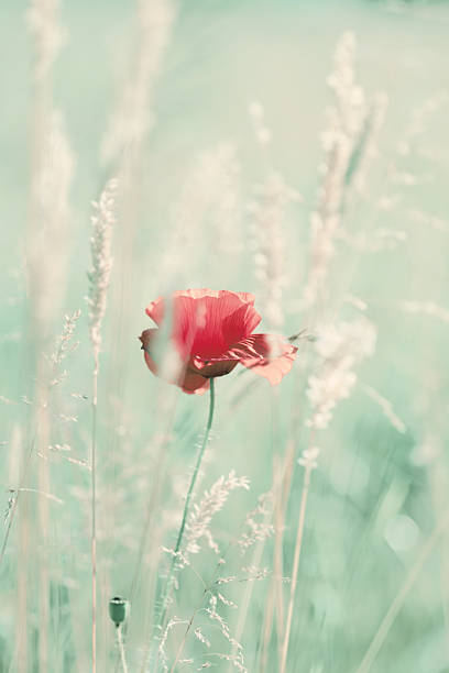 Vibrant field of red poppies in sunlight, light floral background or wallpaper for your design