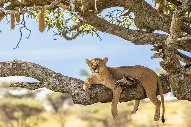 Draped comfortably across a massive sausage tree branch, a lioness lounges with limbs hanging loosely, surveying the landscape below. This rare behavior, more common in some East African regions, shows the adaptability and personality of the Serengeti’s lions.