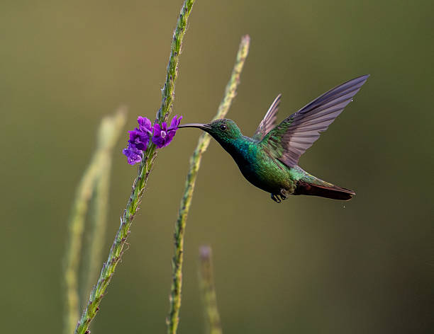 A vivid green hummingbird hovers gracefully as it sips nectar from a vibrant purple flower in Costa Rica. Captured mid-flight with wings spread and iridescent feathers glowing in the soft light, this moment showcases the elegance and agility of one of nature's tiniest wonders.