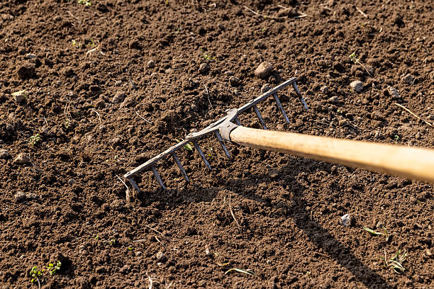 istock garden tools rake during tillage in the field, old iron rake with wooden handle during agricultural work 2222155639