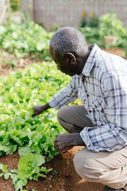 istock Senior harvesting lettuce in urban backyard 2222159625
