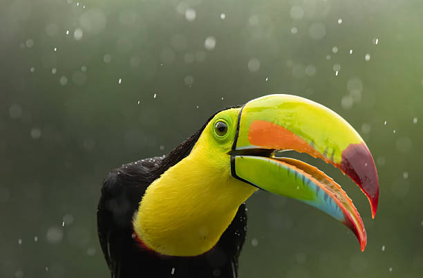 I was very lucky to come across this Keel-billed toucan in very rainy day on my way back to the shelter at Boca Tapada, San Carlos, Costa Rica.