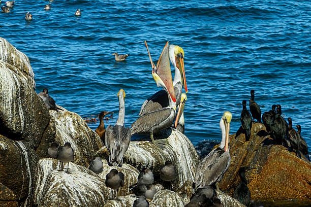 istock Brown Pelicans Resting on Coastal Rocky Shore 2222162224