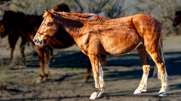 istock Salt River, Arizona Horses 2222165111