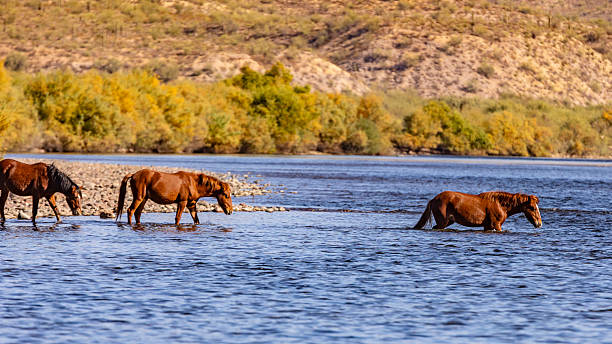istock Salt River, Arizona Horses 2222165128
