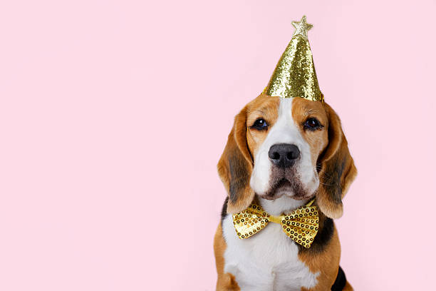 istock Birthday celebration with beagle in party hat and bow tie on soft pink background. 2222165375
