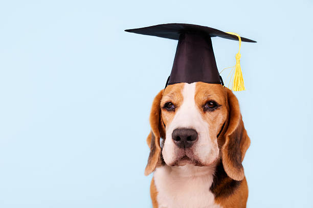 istock A beagle in a black graduation cap on blue isolated background. Education concept 2222165387