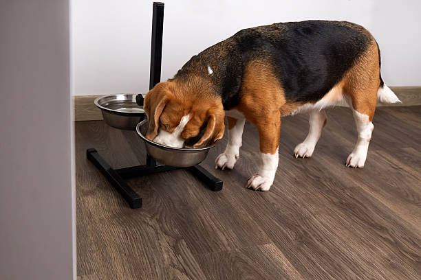istock A beagle dog eats dry food from a bowl 2222165399