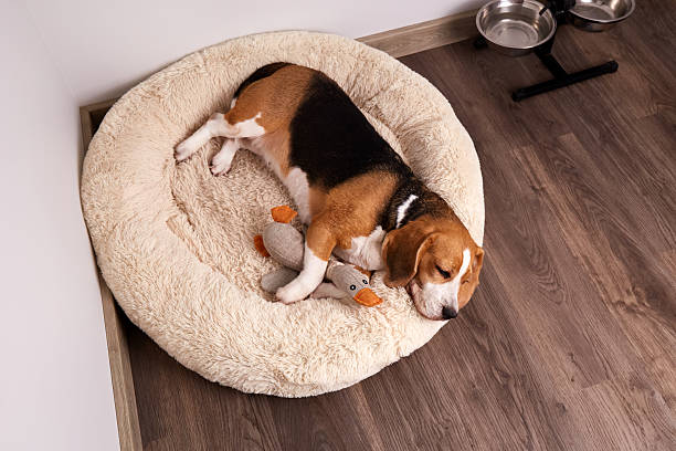 istock Beagle dog is lying on the dog bed 2222165486