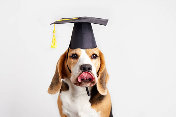 istock Beagle dog wearing graduation cap poses with tongue out in studio setting 2222165666