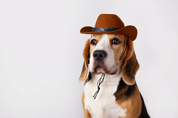 Beagle dog wearing cowboy hat poses for a fun portrait in a studio setting. Copy space.