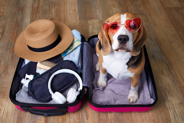 istock Beagle dog wearing sunglasses sits in a suitcase with things and a floating inflatable circle for a summer vacation at sea 2222166035