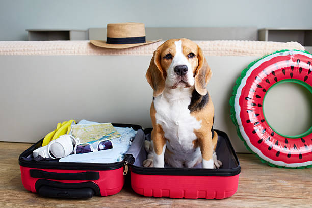 istock A beagle dog sits in a suitcase with things and a floating inflatable circle for a summer vacation at sea. 2222166047