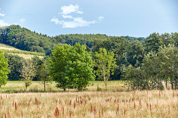 A scenic view of a Danish countryside featuring lush green trees, a golden meadow dotted with red flowers, gently rolling hills, and a clear blue sky.