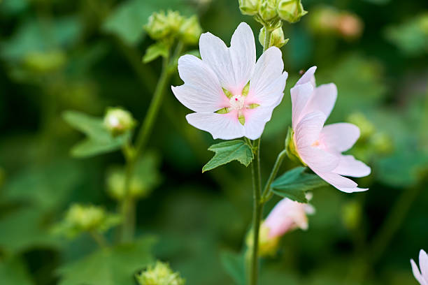 Pink Mallow or Hollyhock. Closeup of Alcea rosea