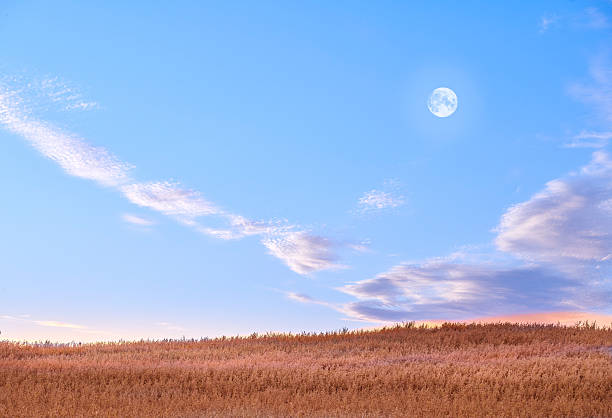 A calm landscape featuring a golden wheat field under a soft evening sky. The moon glows above amidst delicate clouds, giving the scene a tranquil and picturesque atmosphere, ideal for nature enthusiasts.