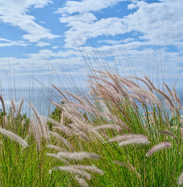 Coastal vegetation featuring Pennisetum setaceum, commonly known as fountain grass, gently sways under clear skies by the ocean, showcasing nature's vibrant hues and intricate textures during a pristine day by the waterside.