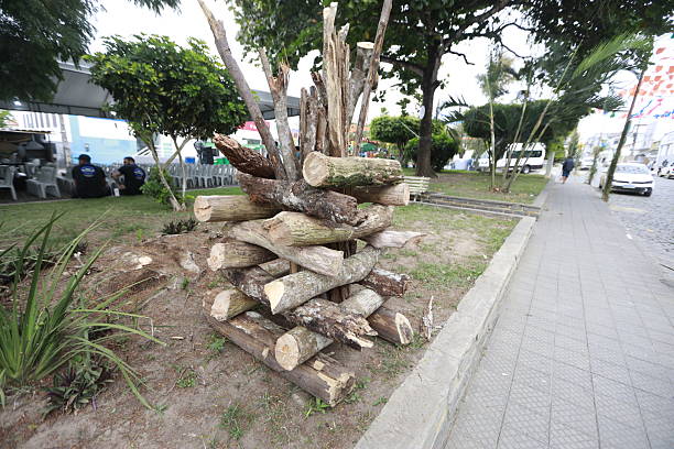 boa nova, bahia, brazil - june 17, 2025: logs of wood and tree branches forming a bonfire used in the festivities of Sao Joao.