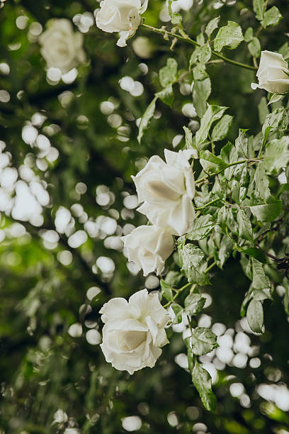 istock White roses bloom beautifully among lush greenery in a tranquil garden setting 2222169861