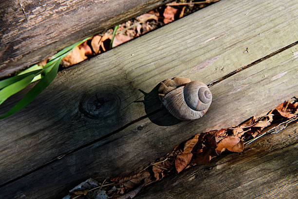 A live snail in a shell crawls along a wooden trunk in the forest