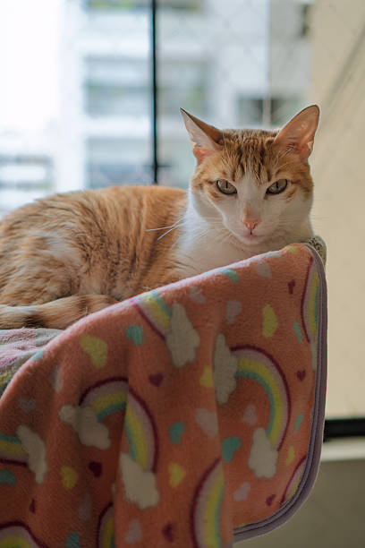 istock Ginger and white cat relaxing on soft blanket by window 2222172285