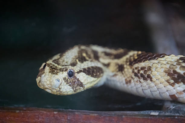 istock The puff adder (Bitis arietans) is a highly venomous viper species 2222173441