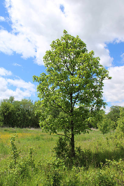istock Single shagbark hickory tree in a field at Northwestern Woods in Des Plaines, Illinois 2222173601