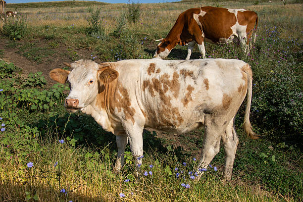 istock Simmental cattle are a dual-purpose breed, valued for both their milk production and beef quality. They originated in Switzerland 2222173903