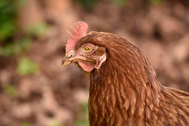 Raw Prepared Guinea Fowl